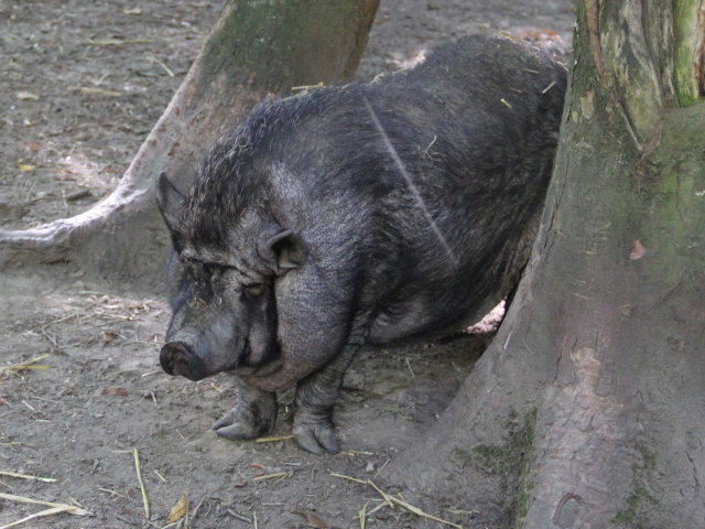 Cochon chinois