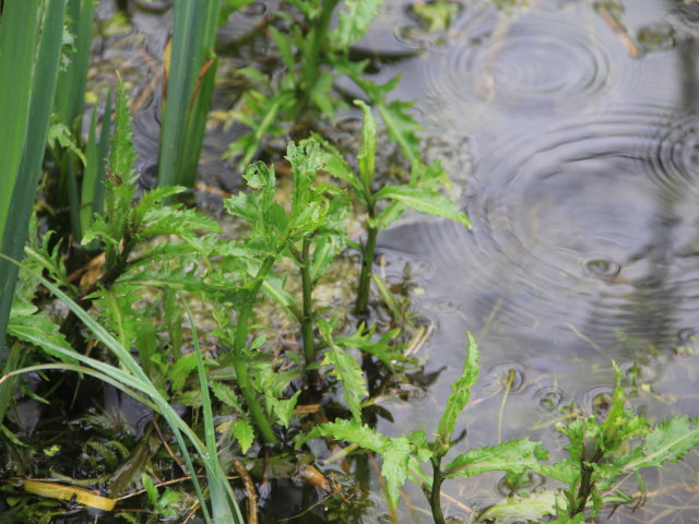 Cresson amphibie - Rorippa amphibia