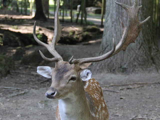 Daim - Dama dama