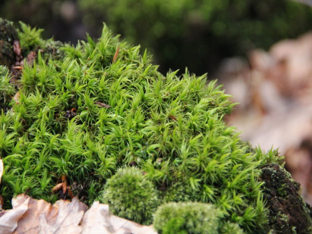 Dicranum scoparium