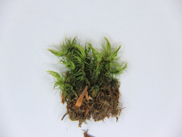 Dicranum scoparium