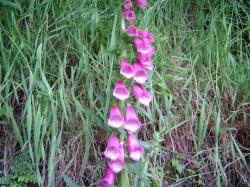 Digitale pourprée - Digitalis purpurea