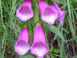 Digitale pourprée - Digitalis purpurea