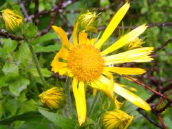 Doronic d'Autriche - Doronicum austriacum