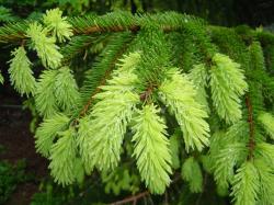 Epicéa commun - Picea abies