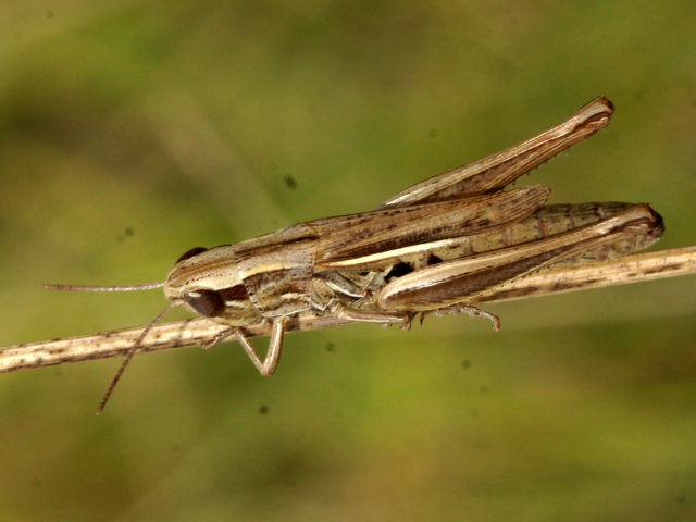 Criquet des mouillères (femelle) - Euchorthippus declivus