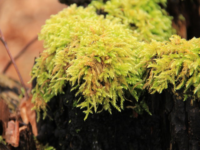 Eurhynchium stokesii
