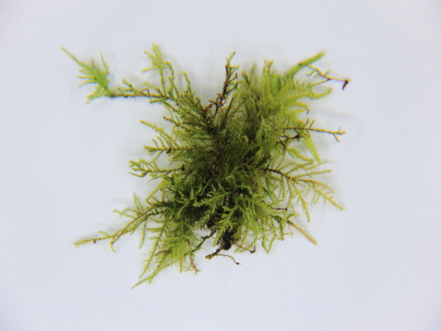 Eurhynchium stokesii