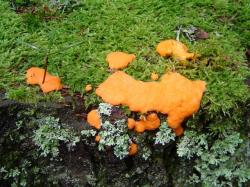 Myxomycète - Fuligo septica var. septica
