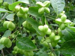 Fusain d'Europe (fruits) - Euonymus europaeus