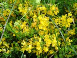 Genêt velu - Genista pilosa