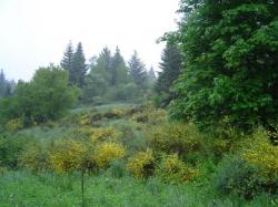 Genêts à balai - Cytisus scoparius