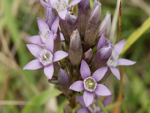 Gentiane d'Allemagne - Gentianella germanica