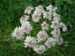 Grande berce - Heracleum sphondylium