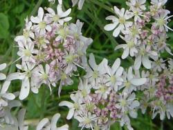 Grande berce - Heracleum sphondylium