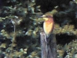 Guépier d'Europe - Merops apiaster