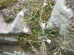 Gypsophile des murailles - Gypsophila muralis