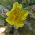 Helianthème hérissé - Helianthemum hirtum