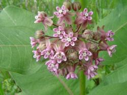 Asclépiade (herbe aux perruches) - Asclepias cornuti