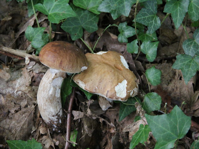 Cèpe de Bordeaux - Boletus edulis