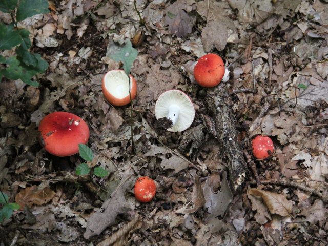 Russule émétique - Russula emetica