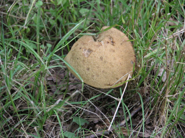 Bolet rude - Leccinum scabrum