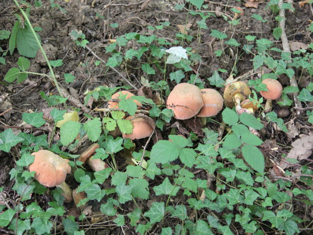 Bolet de Quelet - Boletus queletii