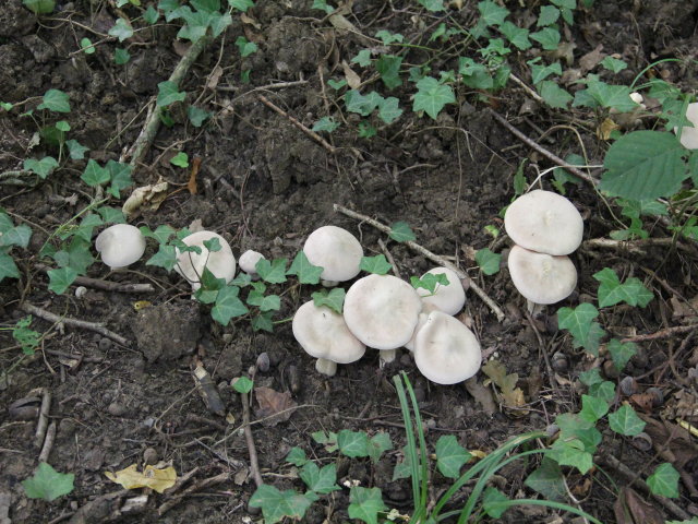Entolome livide - Entoloma lividum