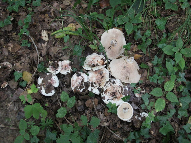 Lactaire du peuplier - Lactarius controversus