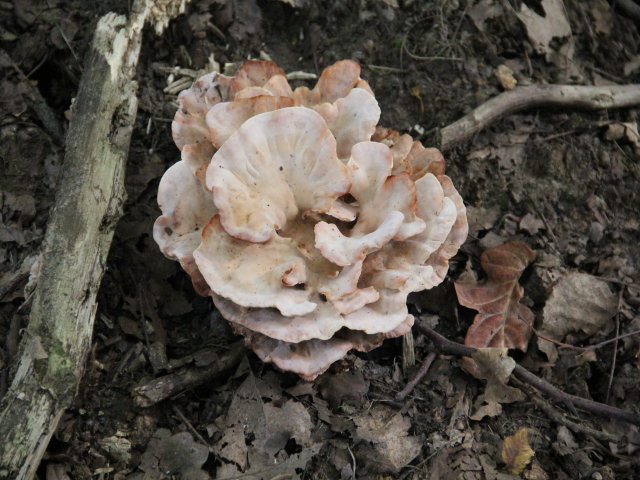 Polypore bisannuel - Abortiporus biennis