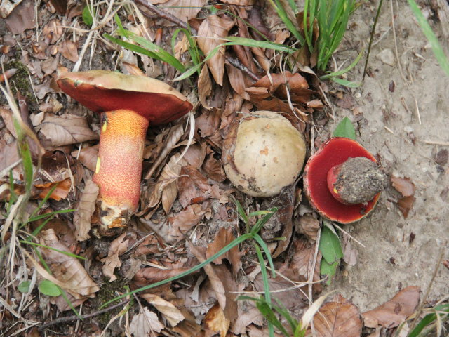Bolet rouge et jaune - Boletus rhodoxanthus