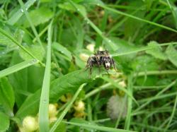 Insecte