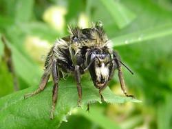 Insecte