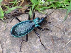 Insecte
