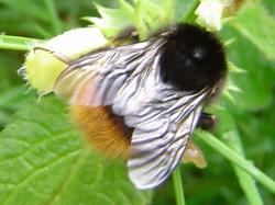 Insecte