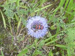 Jasione
