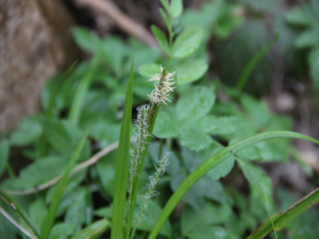 Laiche des bois - Carex sylvatica