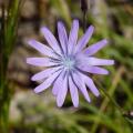 Laitue vivace - Lactuca perennis