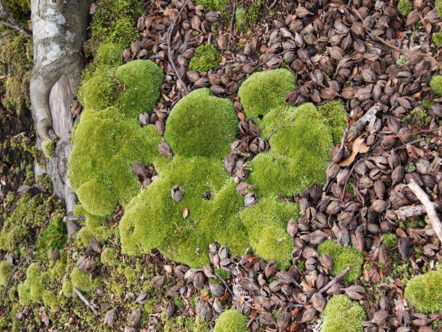 Leucobrie glauque - Leucobryum glaucum