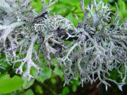 Lichen des rennes - Cladonia rangifera