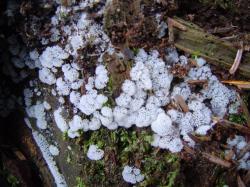 Lichen
