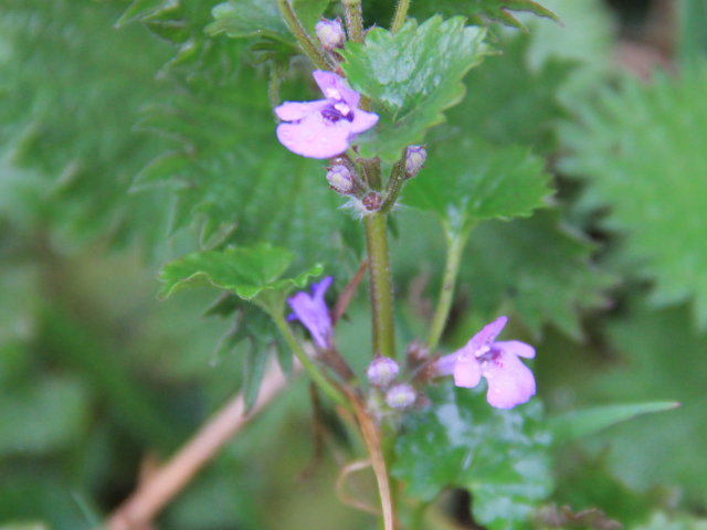 Lierre terrestre - Glechoma hederacea