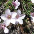 Lin à feuilles de salsola - Linum suffruticosum