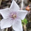 Lin à feuilles ténues - Linum tenuifolium