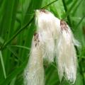 Linaigrette à feuilles étroites - Eriophorum angustifolium