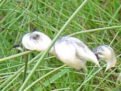 Linaigrette à feuilles étroites - Eriophorum angustifolium