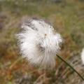 Linaigrette vaginée - Eriophorum vaginatum