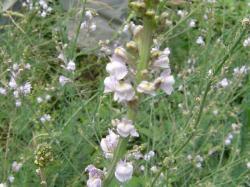 Linaire striée - Linaria striata (ou repens)