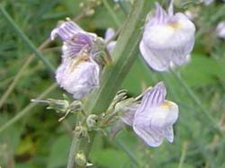 Linaire striée - Linaria striata (ou repens)