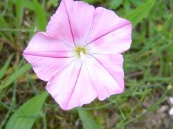 Liseron cantabrique - Convolvulus cantabrica